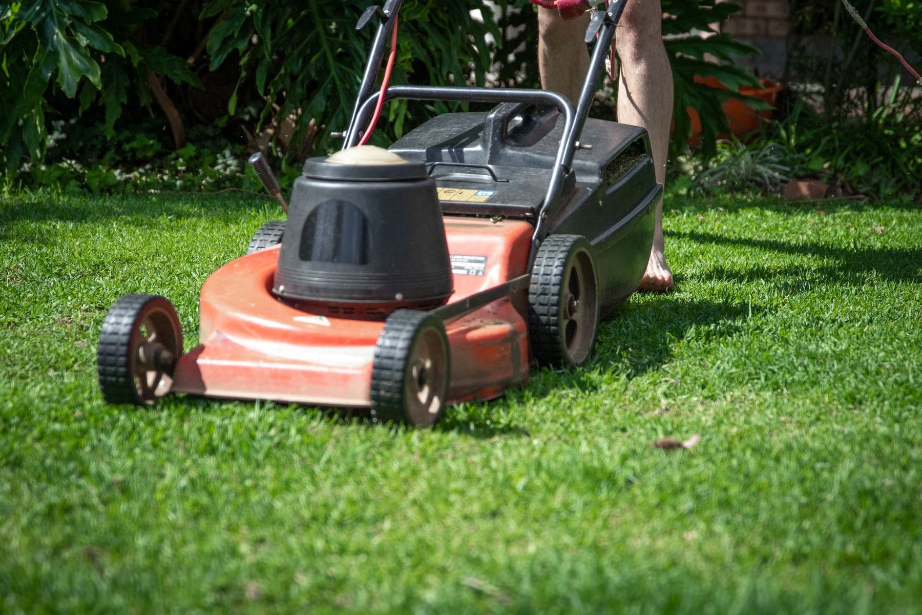 A red walk-behind mower on a thick, freshly cut lawn