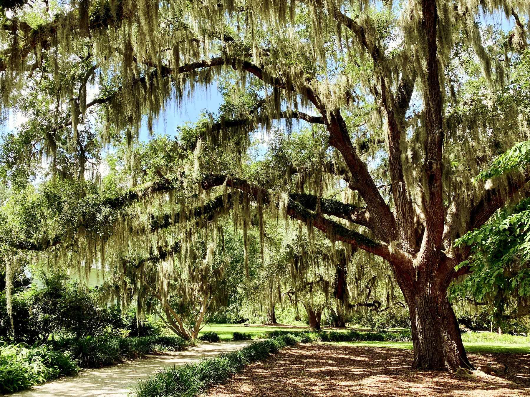 A big healthy live oak draped in Spanish moss arching over a garden path
