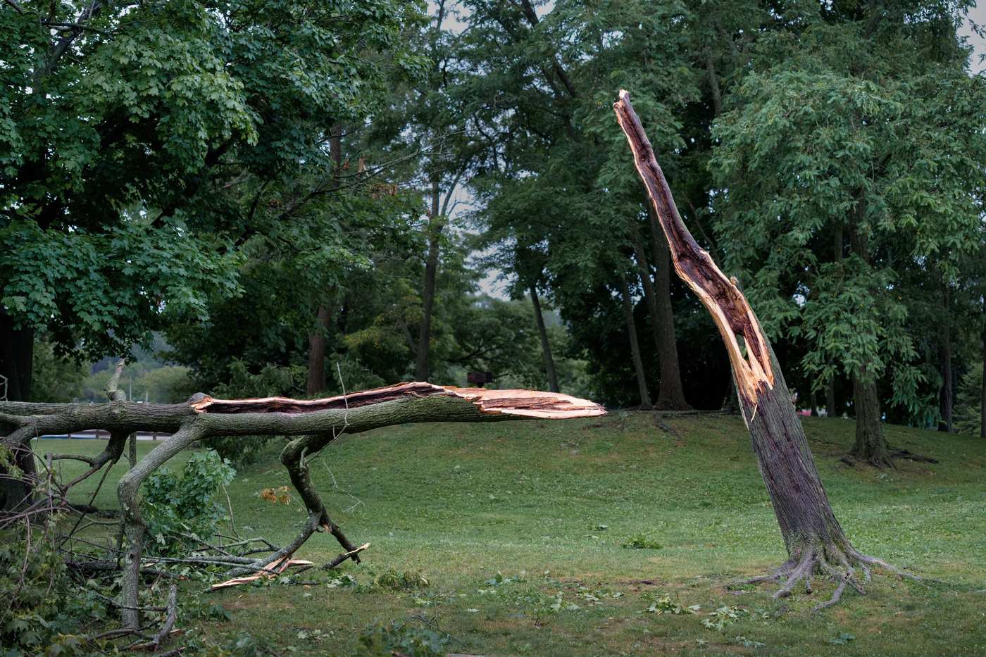 A tree split down the middle after a storm, one half lying on the lawn