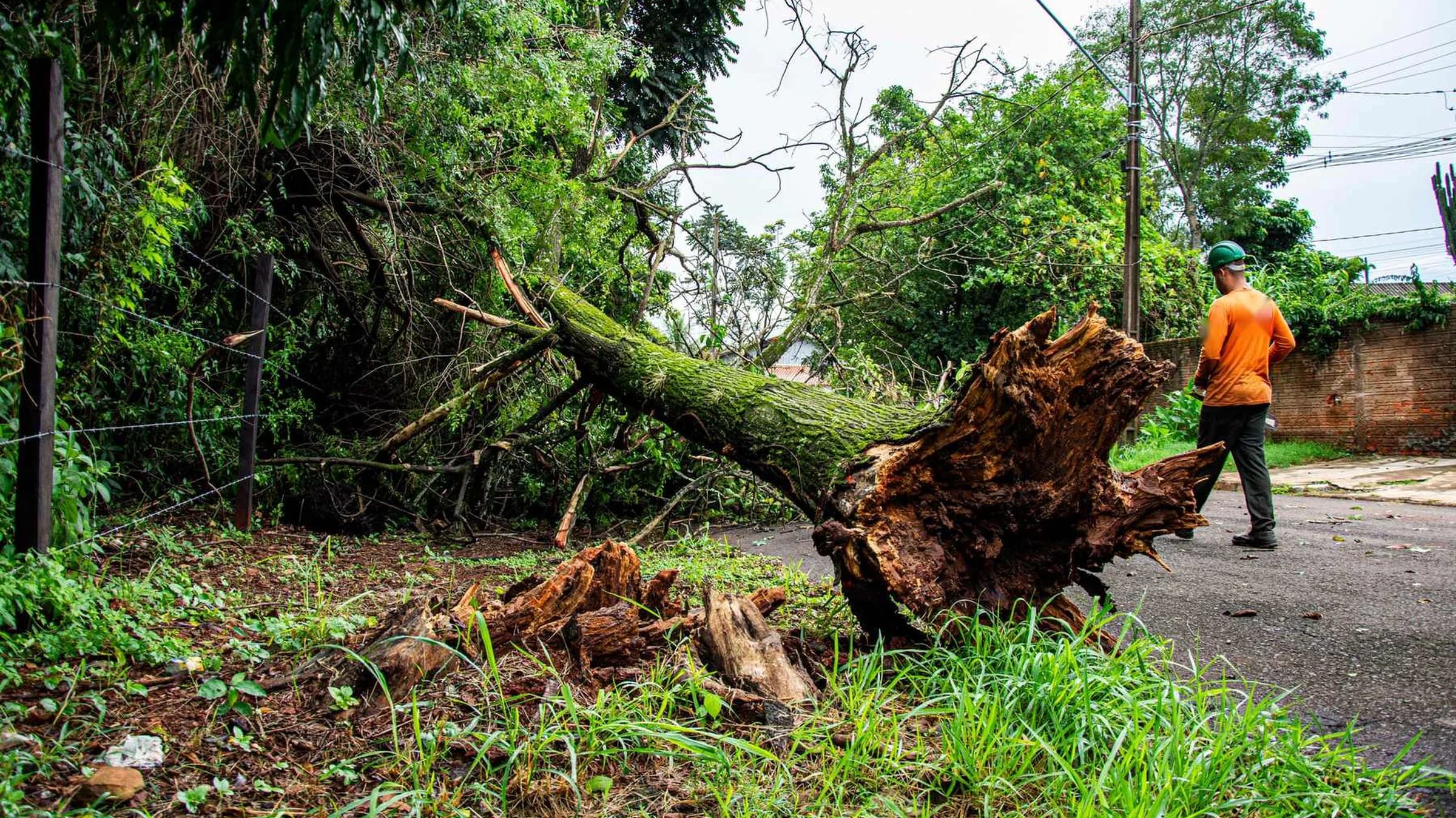 A worker in an orange shirt and hard hat walks along a street toward a tree that lies uprooted across a lawn and the roadside, its root plate torn out of the ground.