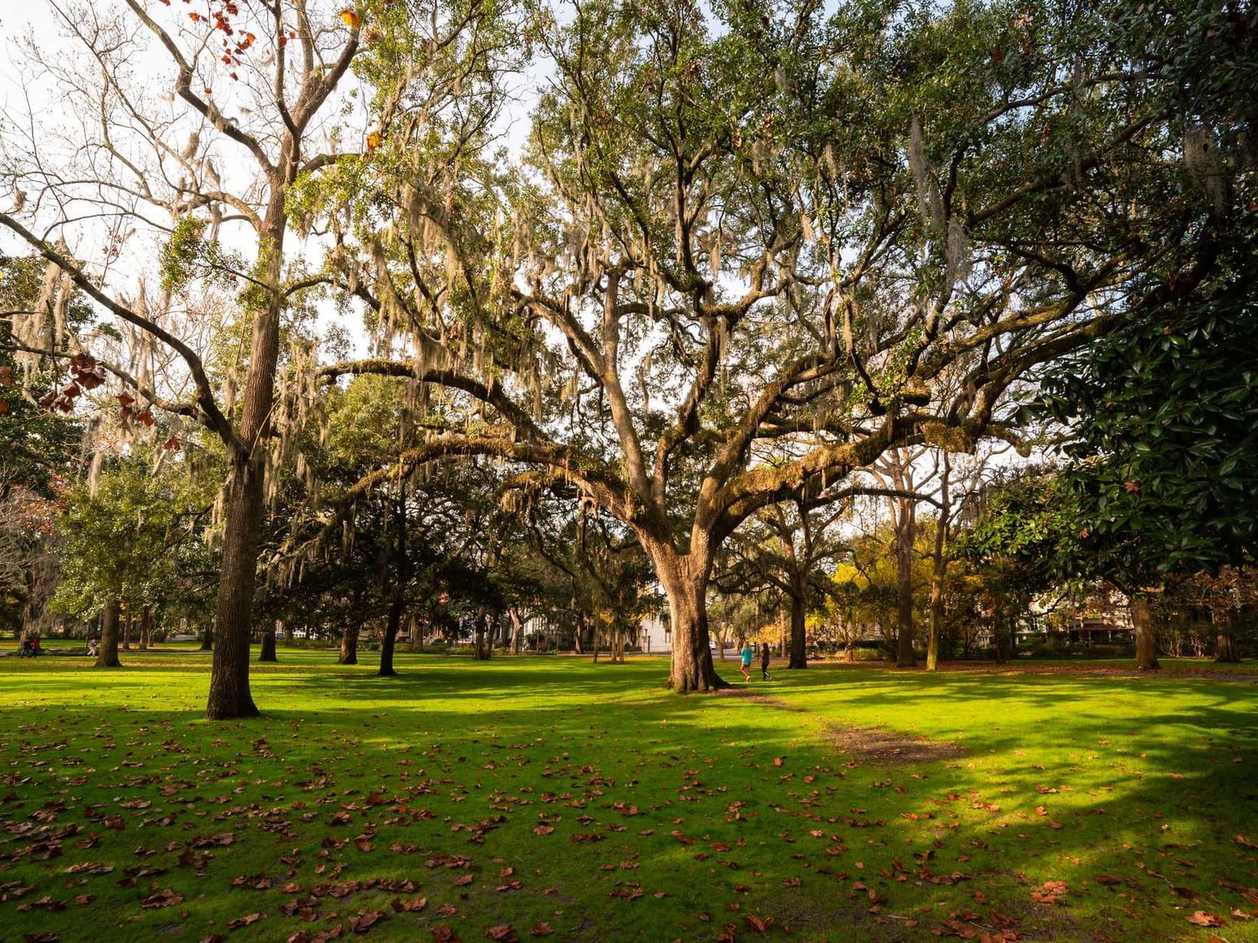 Tree service: a photograph from the sample site we built for the trade