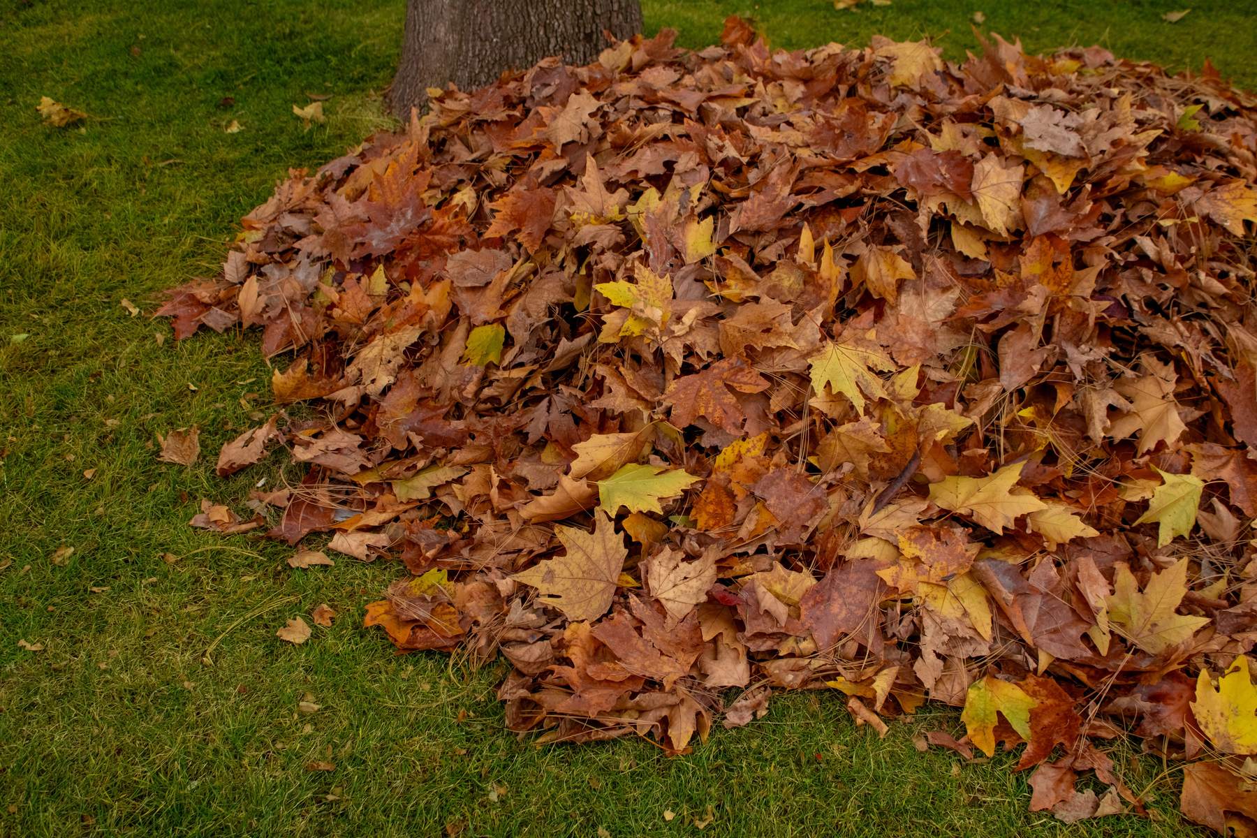 Raked piles of leaves across a lawn