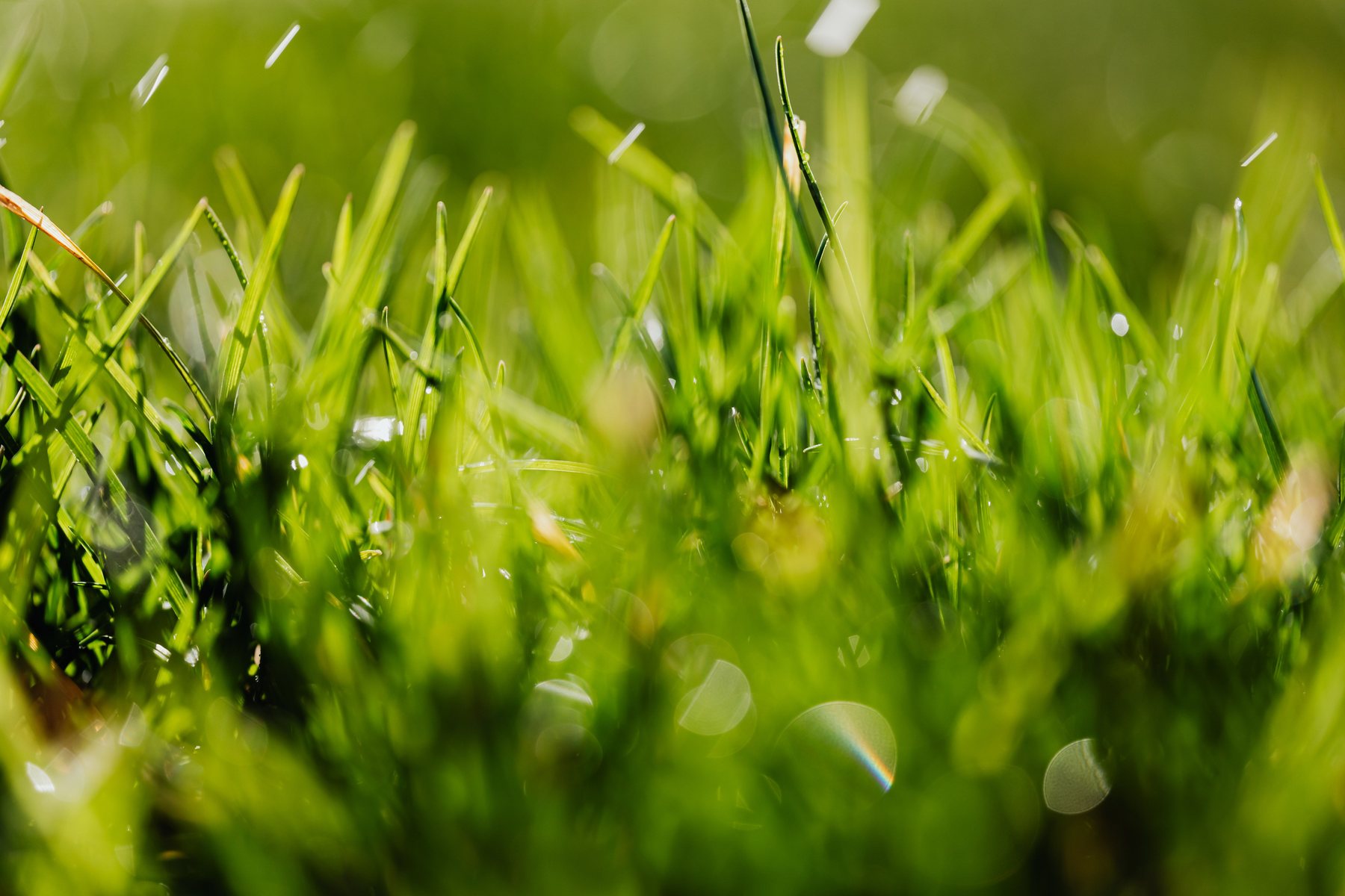 Different grasses growing together in one lawn