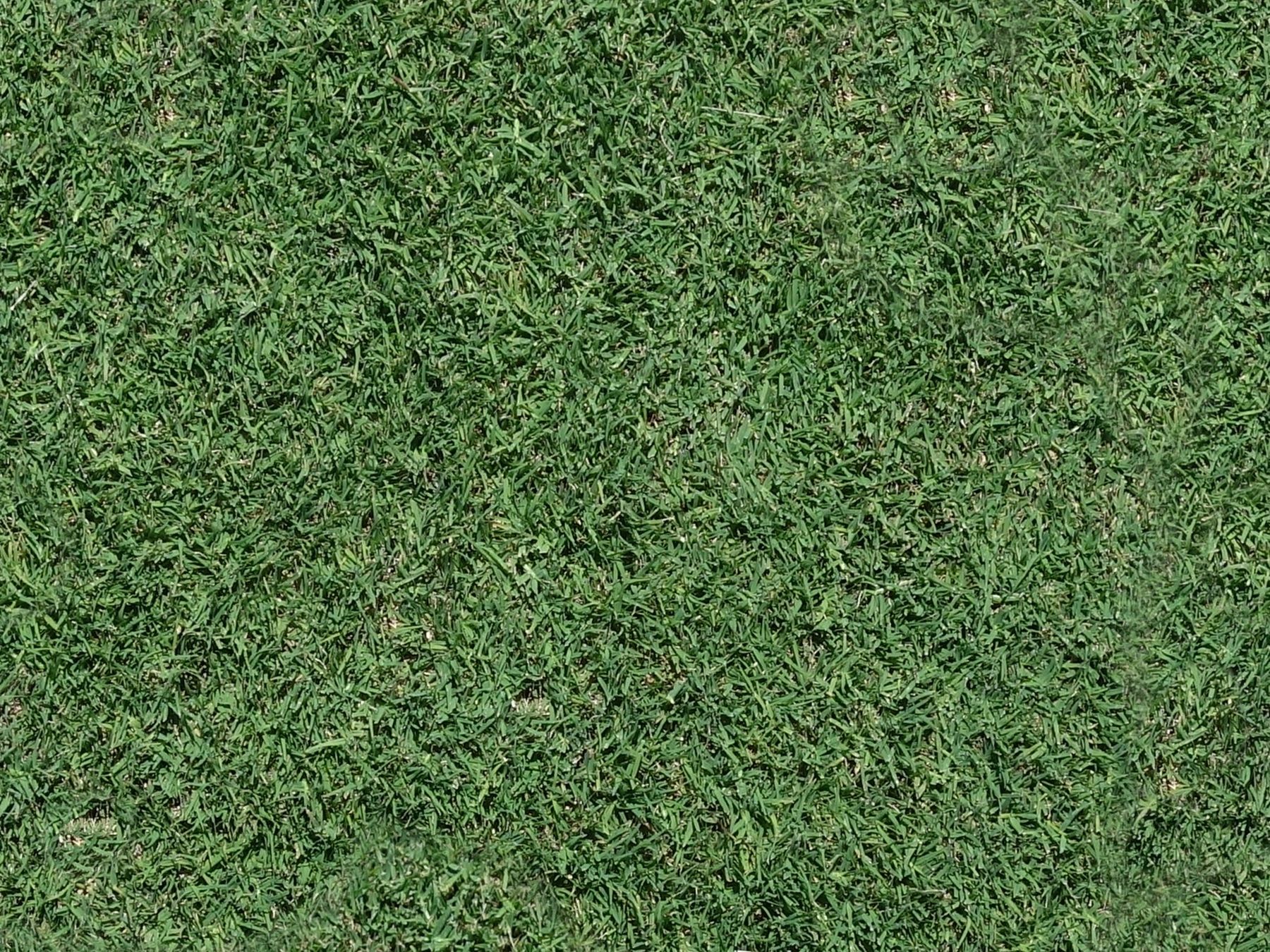 Thick, evenly green lawn grass