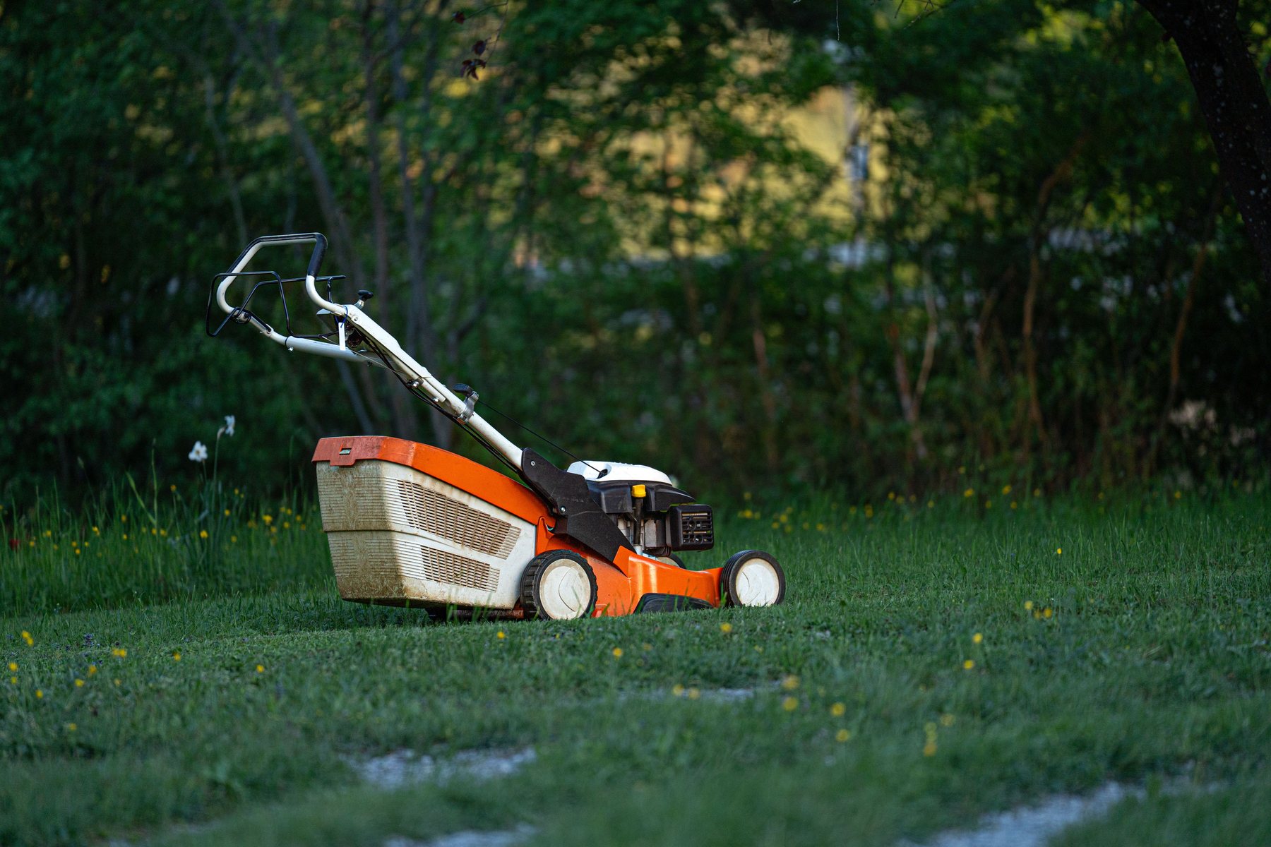 A lawn mower at work, close in on the deck and grass