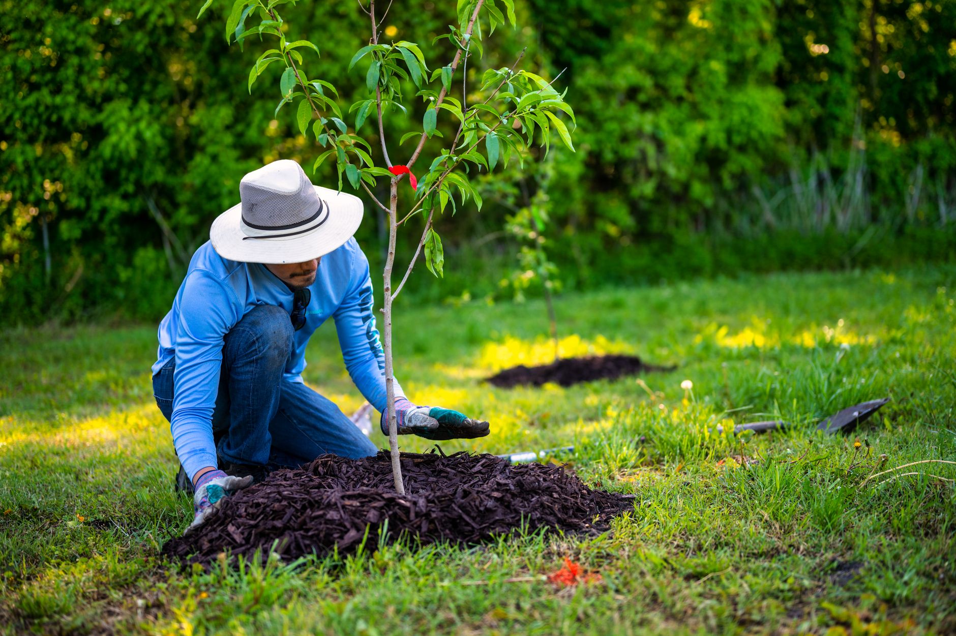 A bed being mulched around plantings and a stone border