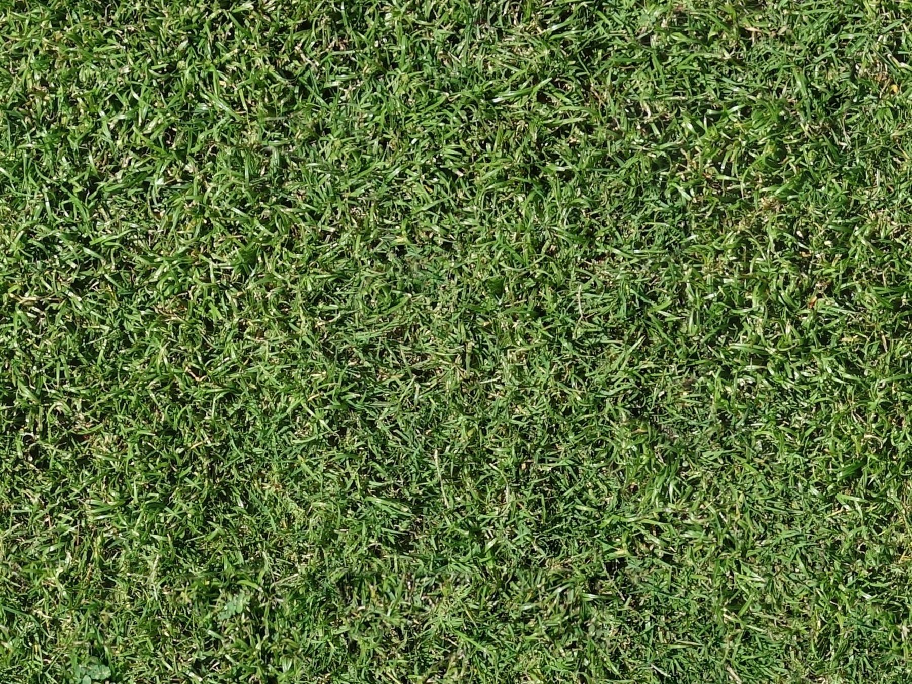 An even run of fresh green turf