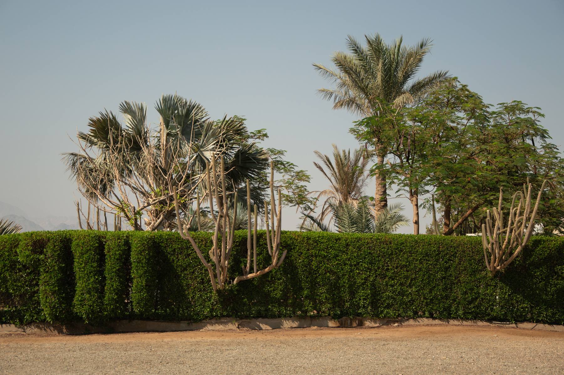 Palms and hedging in a planted border