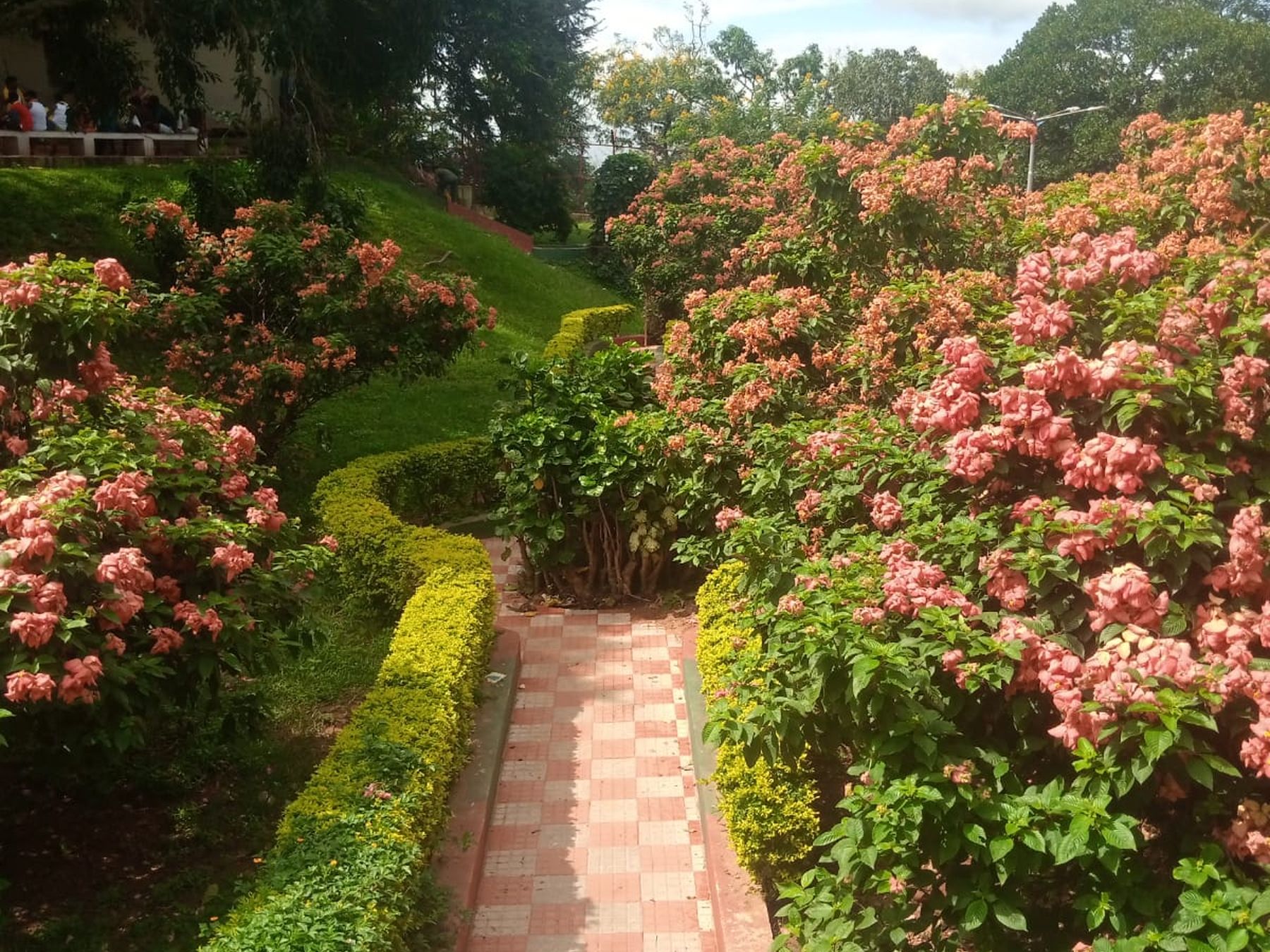 A planted garden in full growth