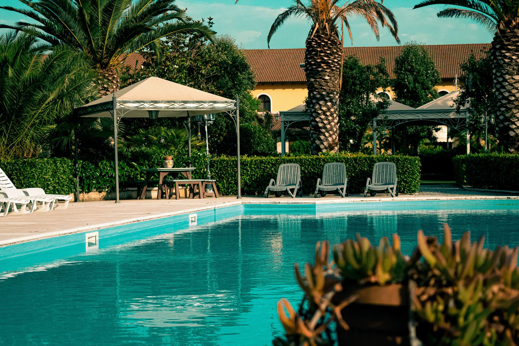 A backyard pool under palms