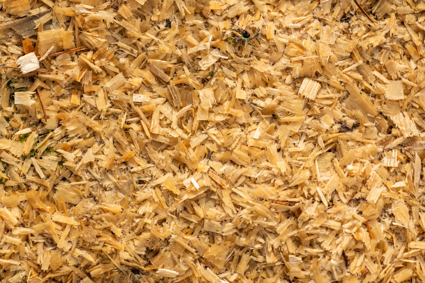 A pile of fresh wood chip
