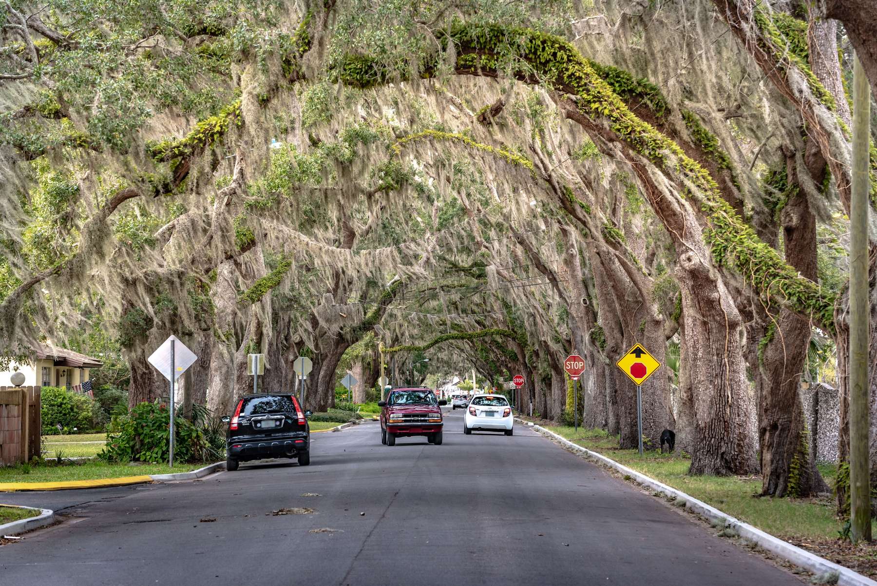 A live oak hung with Spanish moss on a residential street