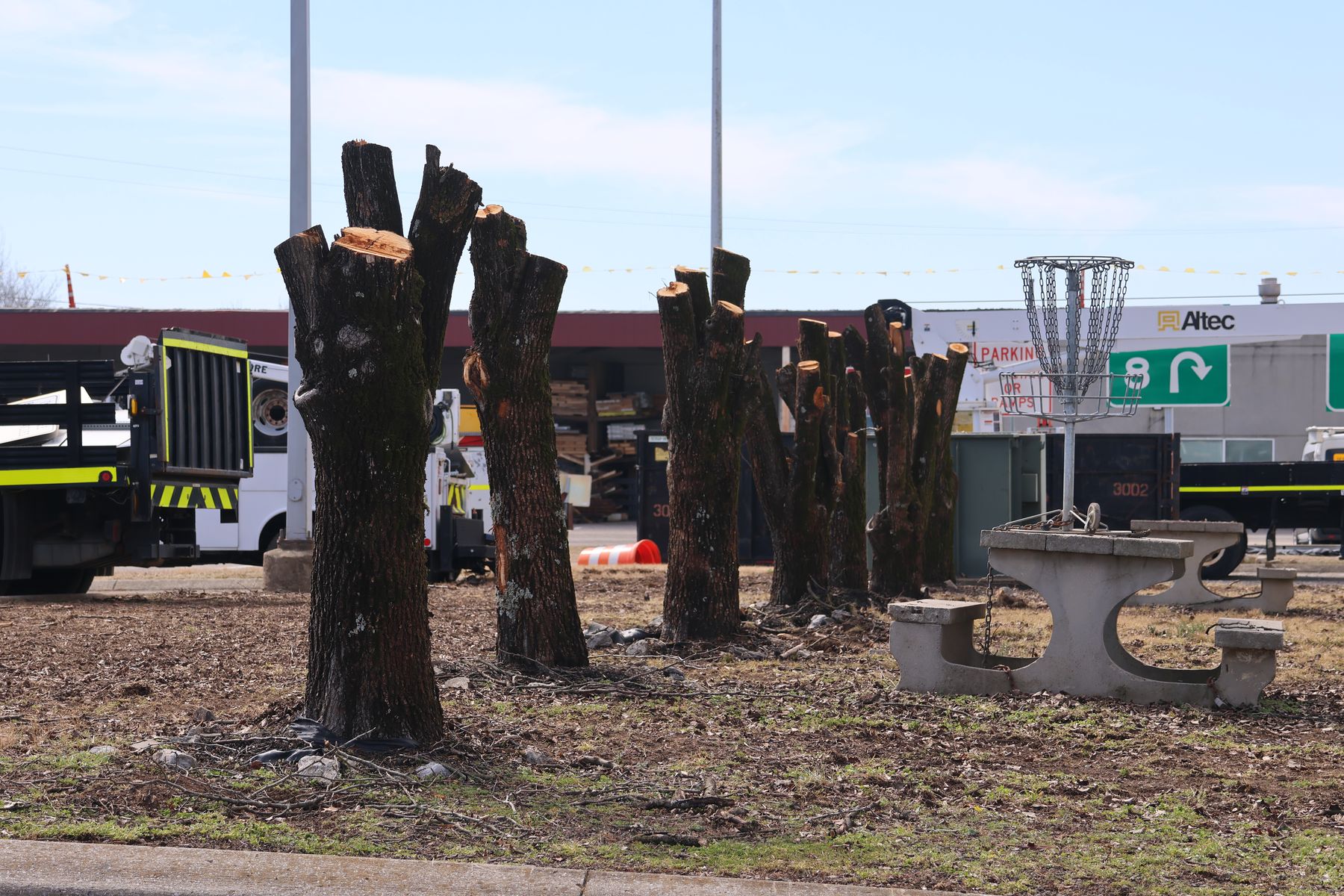 Bare trunks and main limbs, structure visible