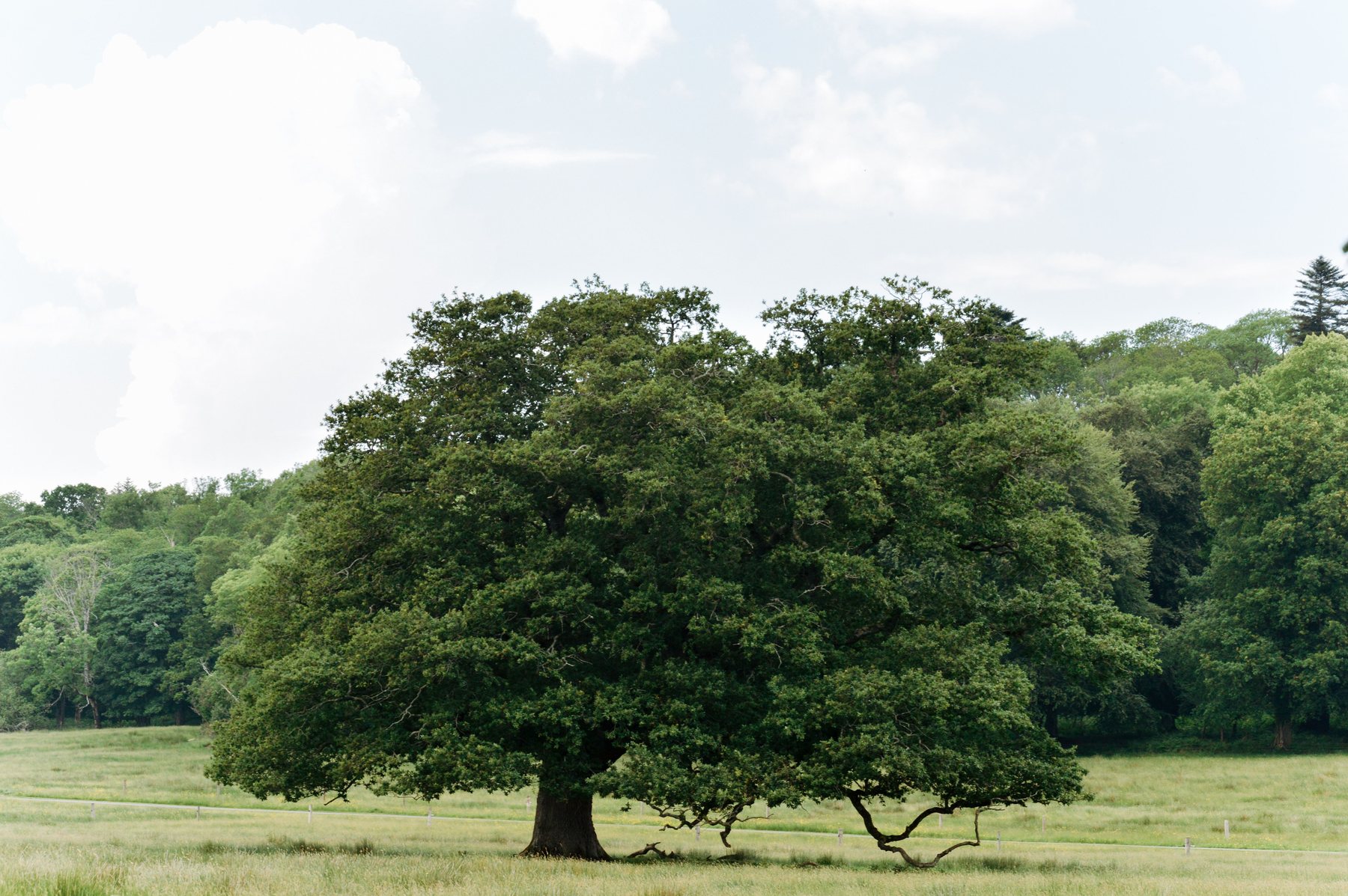 The spreading crown of a mature oak
