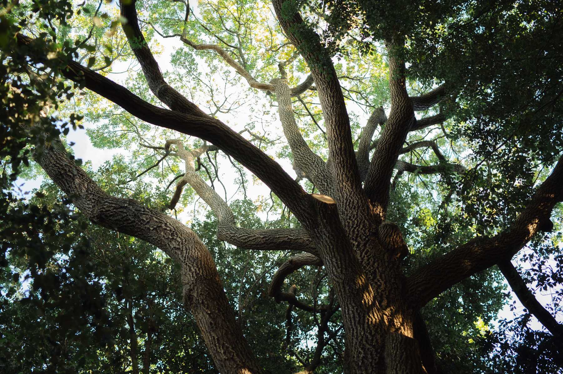 Looking up through a canopy of oak leaves