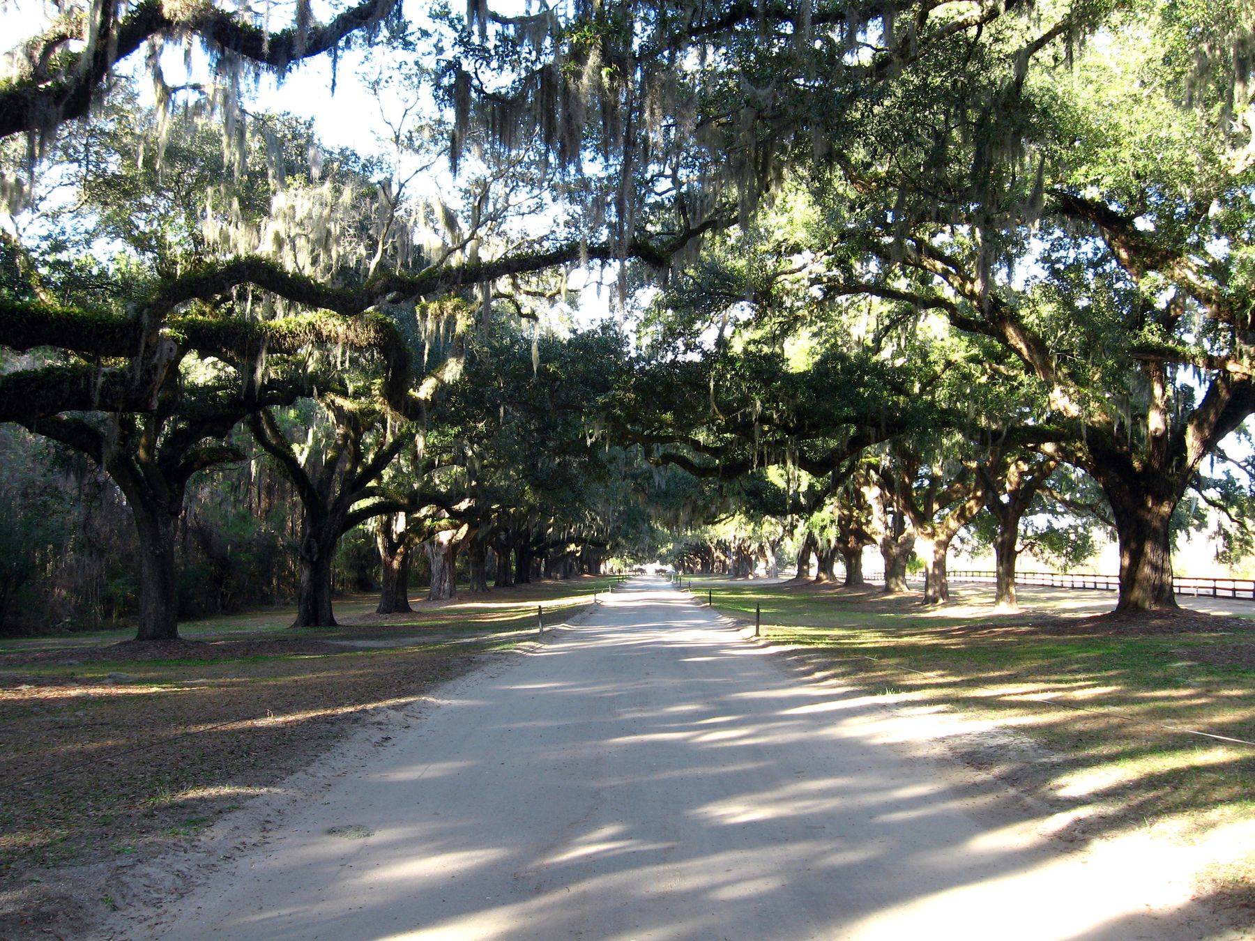 An avenue of live oaks, canopies meeting overhead
