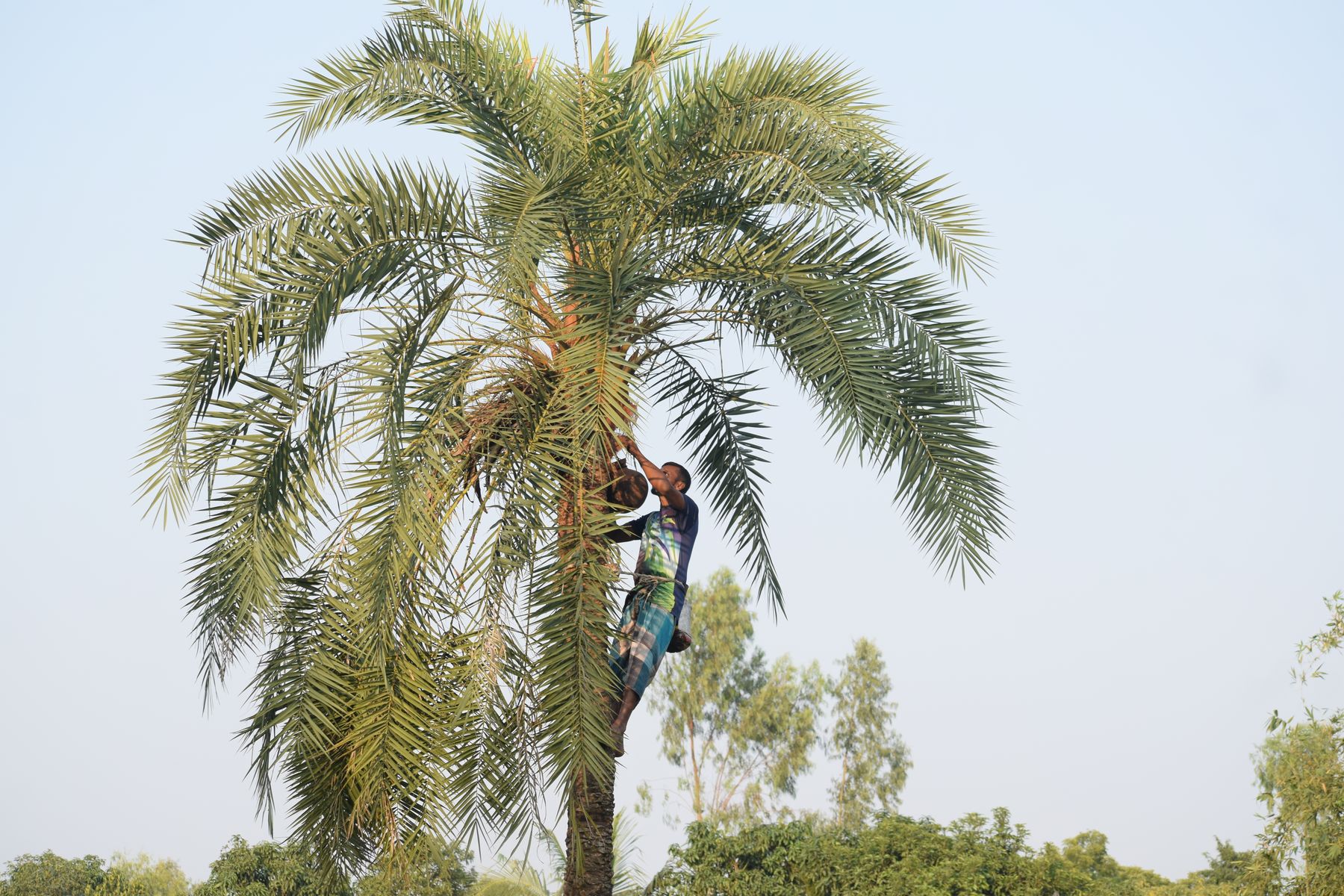 Trimming the fronds of a palm from height