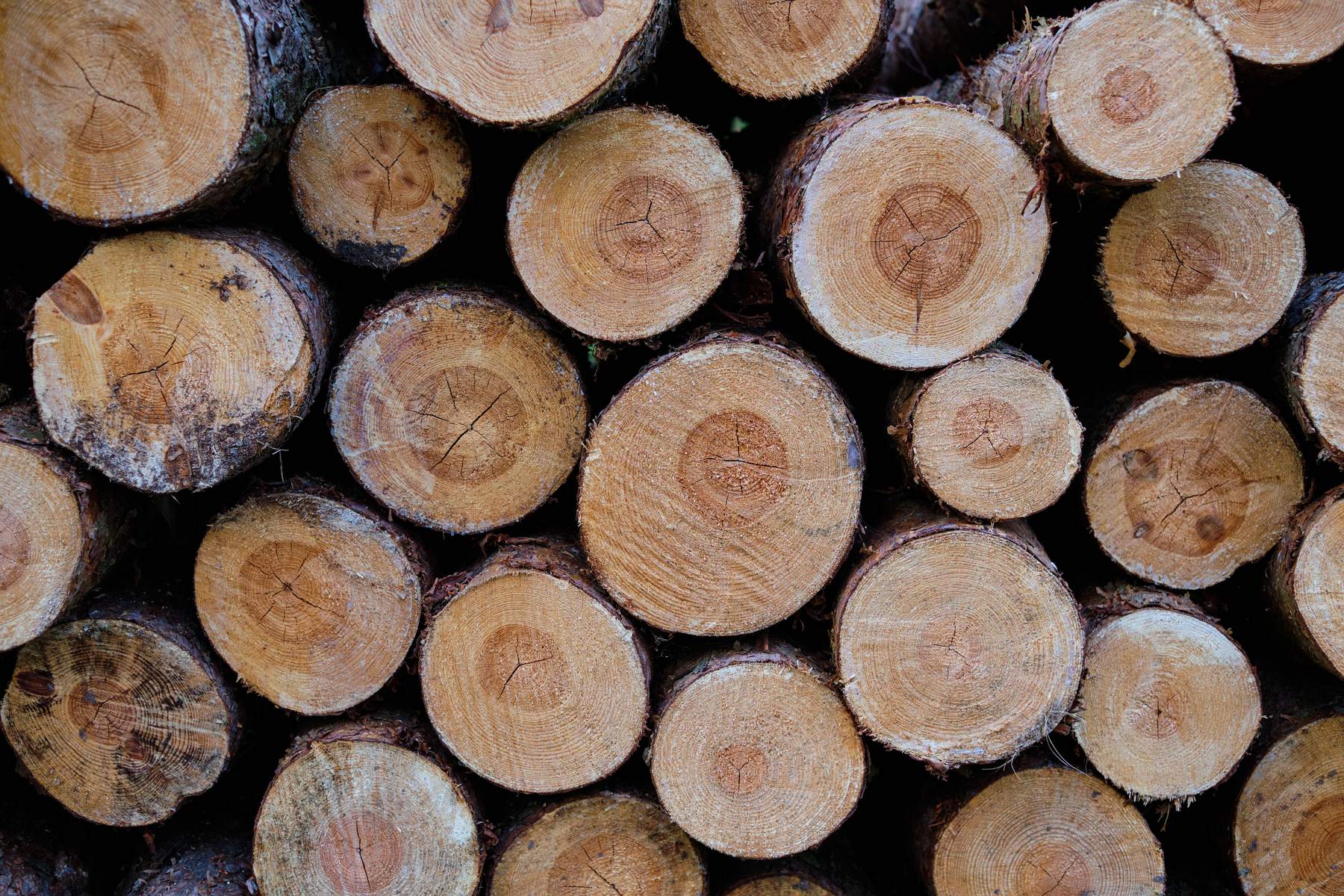 Clearing a felled log section by section