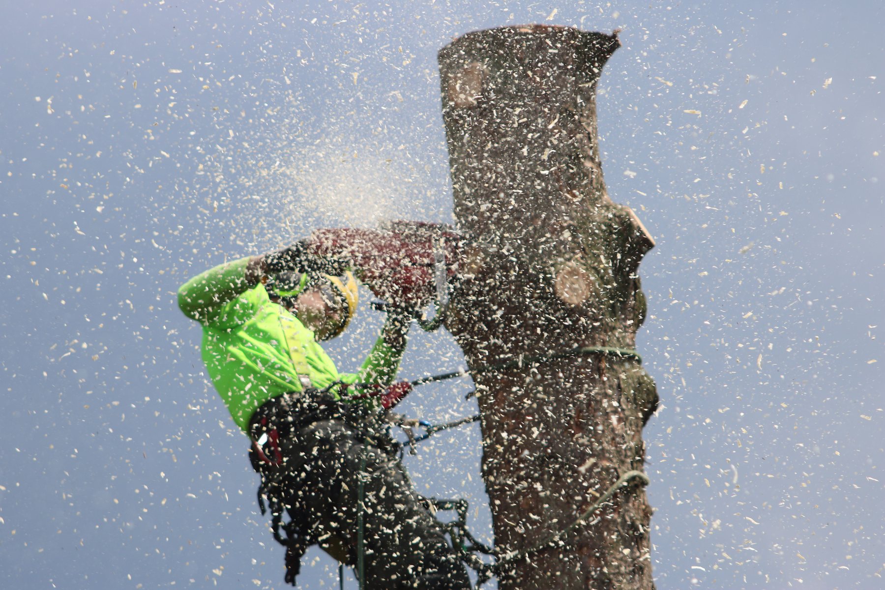 A climber in the crown of a live oak, making a reduction cut