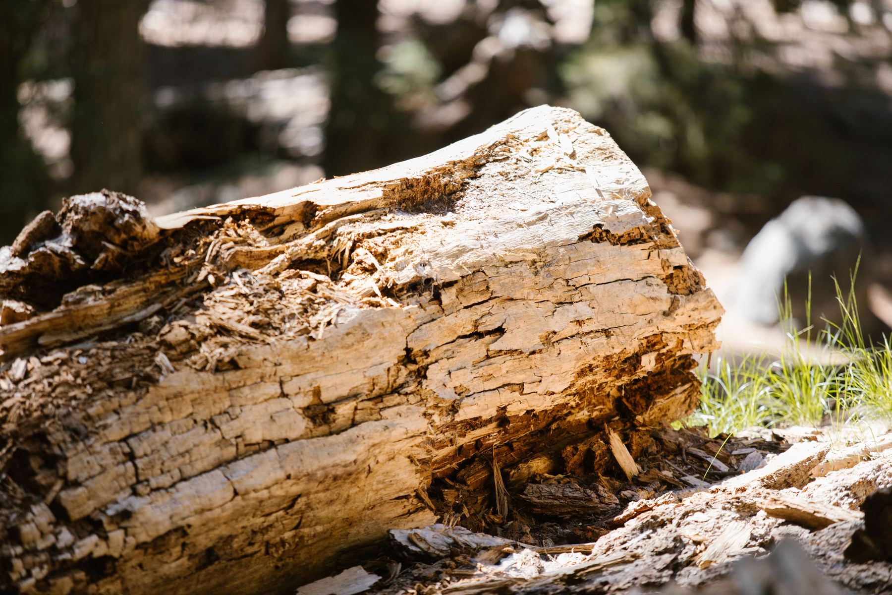 A decayed stump showing how far rot had run inside the trunk