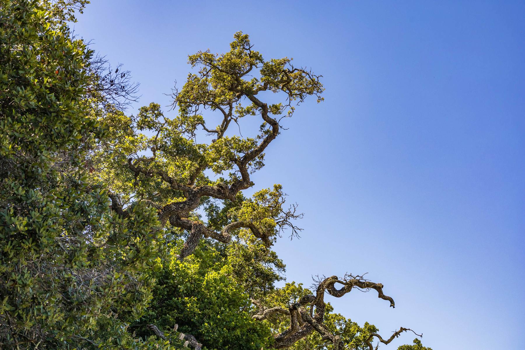 The canopy of a mature garden oak