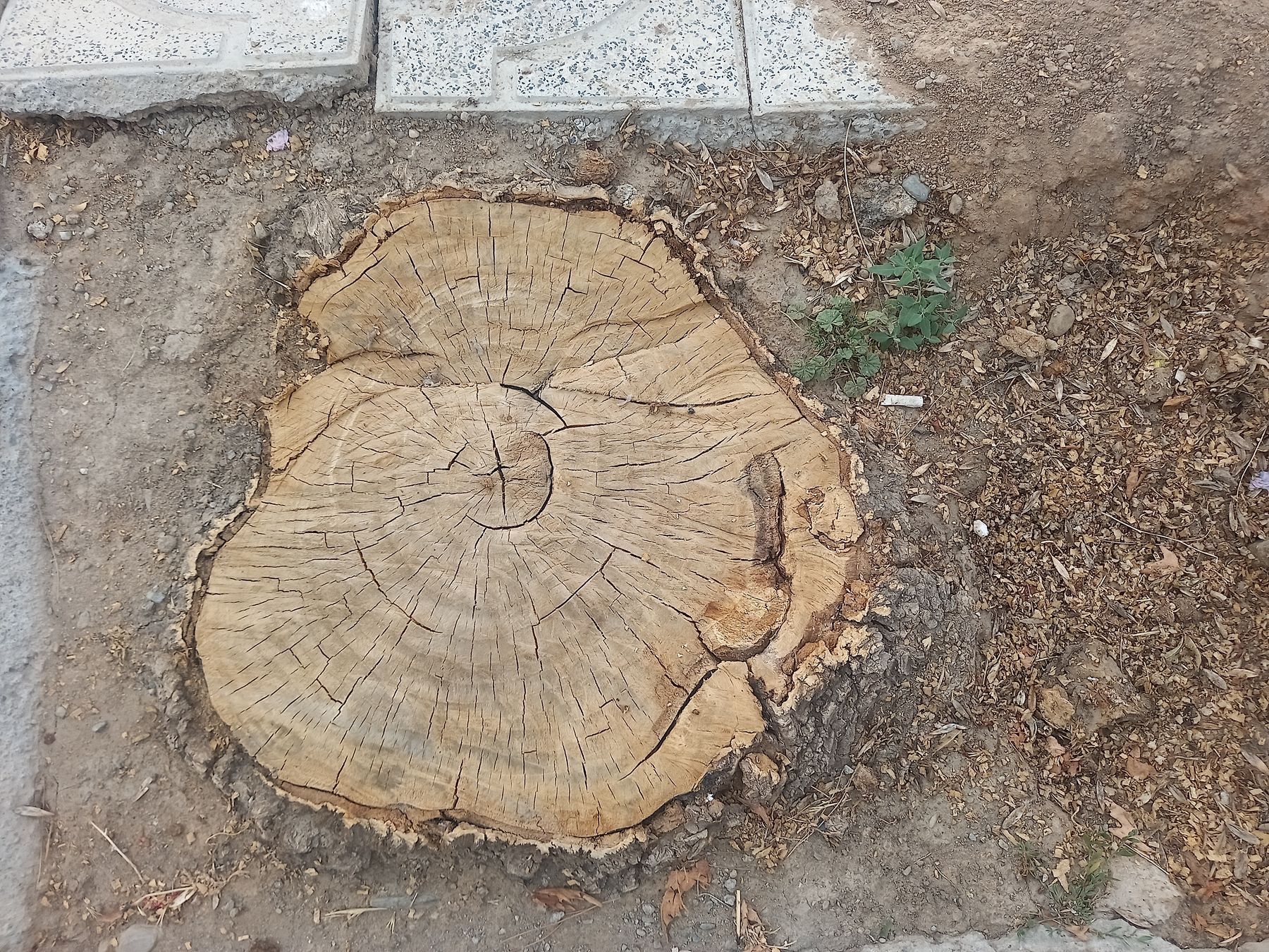 A cut stump left at ground level
