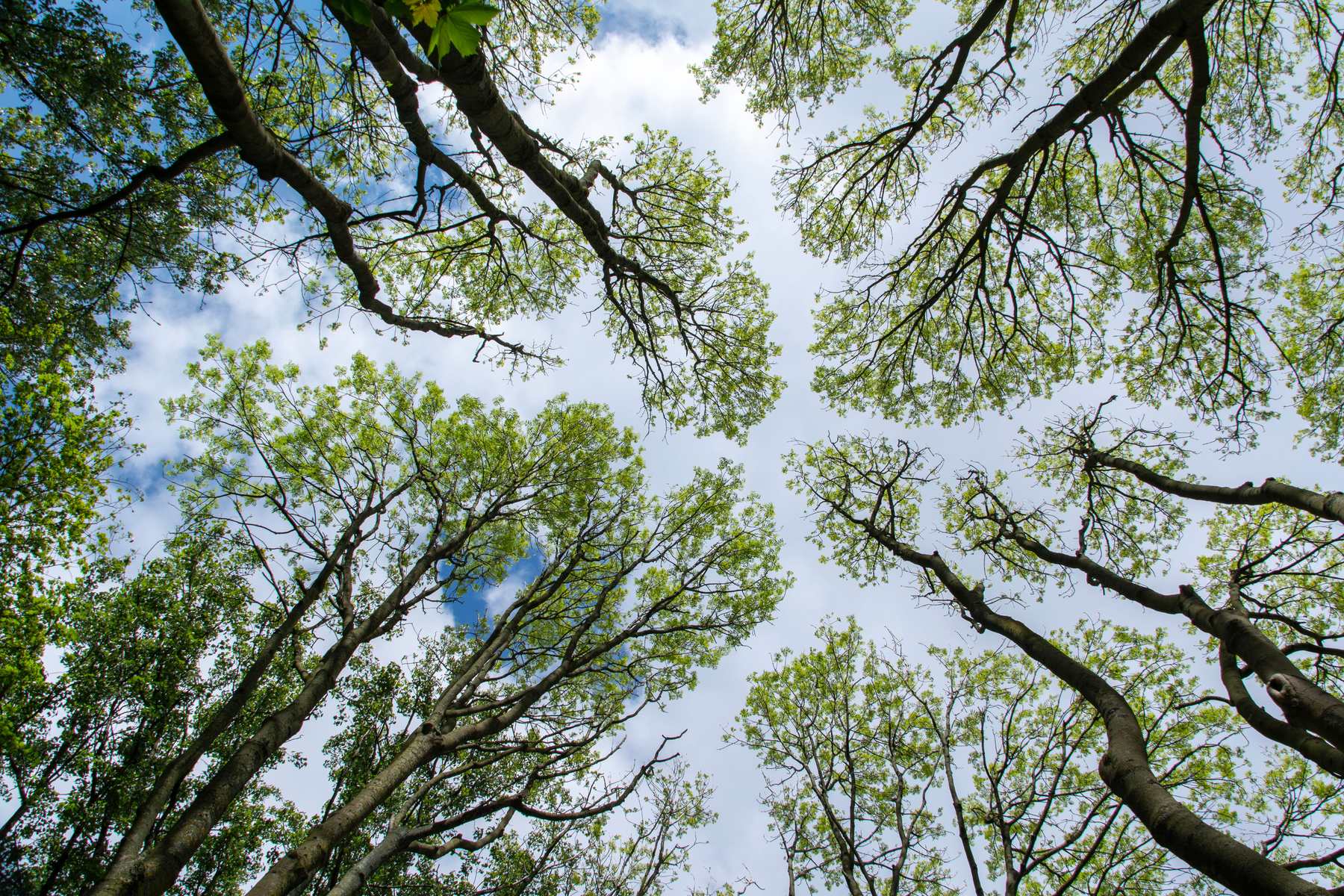 Looking up into the canopy of a healthy tree